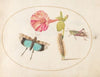Plate 51; Grasshoppers and a Caterpillar with a Four O’Clock Flower (1575-1590)