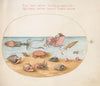 Plate 52; An Argonaut, Squid, Hermit Crabs, Shells, and a Crab (1575-1590)