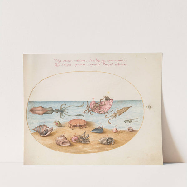 Plate 52; An Argonaut, Squid, Hermit Crabs, Shells, and a Crab (1575-1590) by Joris Hoefnagel