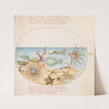 Plate 53; Sea Cucumbers, Coral, Octopus, Starfish, Squid, and Other Sea Creatures (1575-1590) by Joris Hoefnagel
