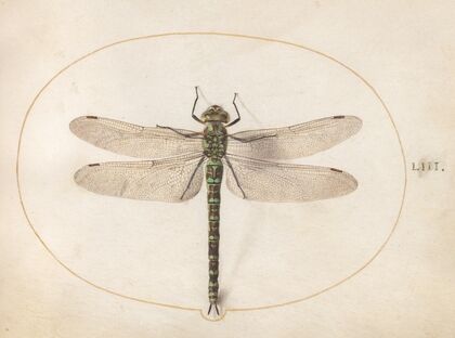 Plate 53; Southern Hawker Dragonfly (1575-1590)