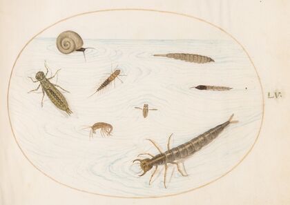 Plate 55; Aquatic Insects and Invertebrates, Including a Snail (1575-1590)