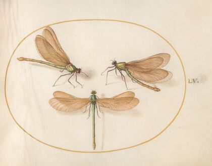 Plate 55; Three Green Damselflies with Brown Wings (Beautiful Desmoiselles) (1575-1590)