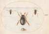 Plate 57; A Diving Beetle and Two Views of a Backswimmer (1575-1590)