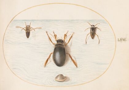 Plate 57; A Diving Beetle and Two Views of a Backswimmer (1575-1590)