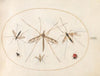 Plate 57; A Ladybug, a Fly, and Four Other Insects (1575-1590)