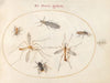 Plate 58; A Bee and Five Other Insects (1575-1590)
