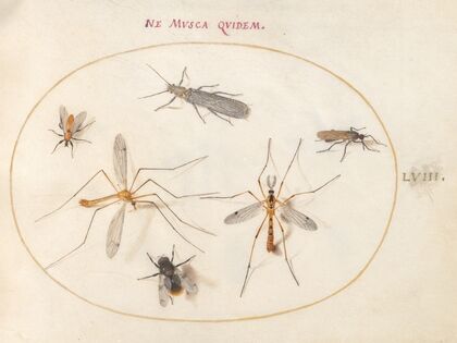 Plate 58; A Bee and Five Other Insects (1575-1590)