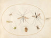 Plate 59; Seven Insects, Including a Hawthorn Shield Bug, Crane Flies, and a Hoverfly (1575-1590)