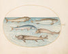 Plate 6; Five Catfish and Sturgeon (1575-1590)