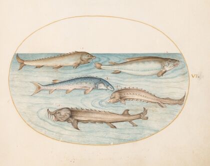 Plate 6; Five Catfish and Sturgeon (1575-1590)