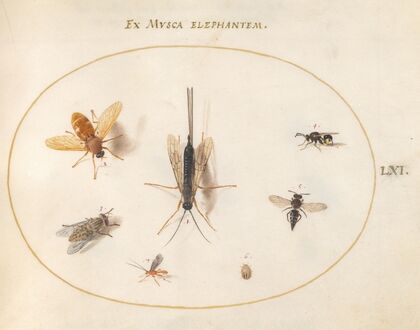Plate 61; Seven Insects, Including Flies (1575-1590)