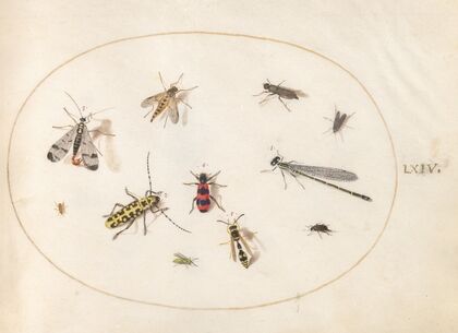 Plate 64; Eleven Insects, Including a Dragonfly and Longhorn Beetle (1575-1590)