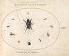 Plate 65; A Cricket Surrounded by Insects, Including a Ruby-Tailed Wasp (1575-1590)