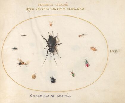 Plate 65; A Cricket Surrounded by Insects, Including a Ruby-Tailed Wasp (1575-1590)