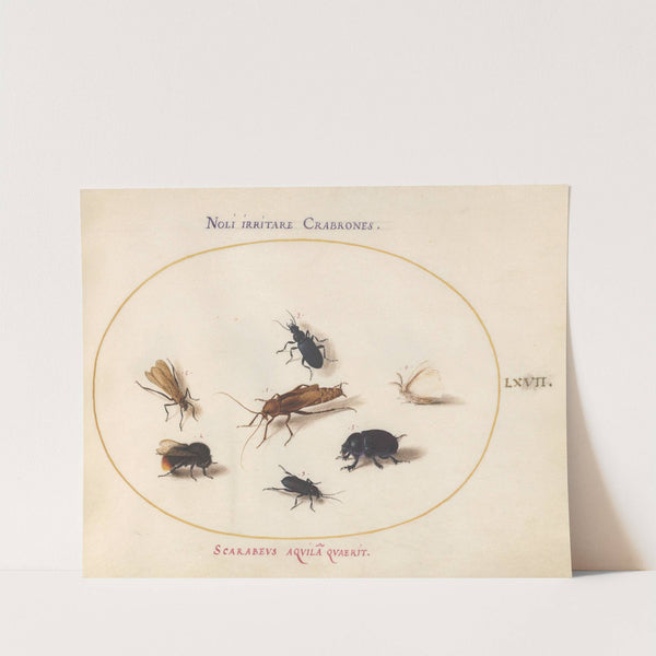 Plate 67; Seven Insects, Including a White Butterfly and a Bee (1575-1590) by Joris Hoefnagel