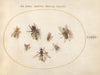 Plate 68; Seven Bees and Flies (1575-1590)