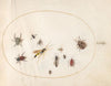 Plate 72; Shield Bug, Cinnamon Bug, Wasp, and Other Insects (1575-1590)