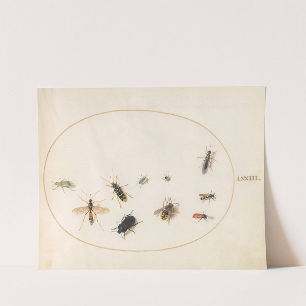 Plate 73; Ten Insects (1575-1590) by Joris Hoefnagel