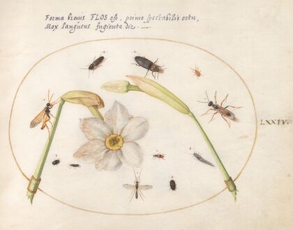 Plate 74; Insects with White Daffodils (1575-1590)