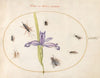 Plate 75; A Fly and Other Insects with an Iris (1575-1590)