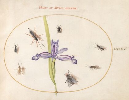 Plate 75; A Fly and Other Insects with an Iris (1575-1590)