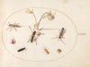 Plate 76; Insects with a Pink and Cream Columbine (1575-1590)