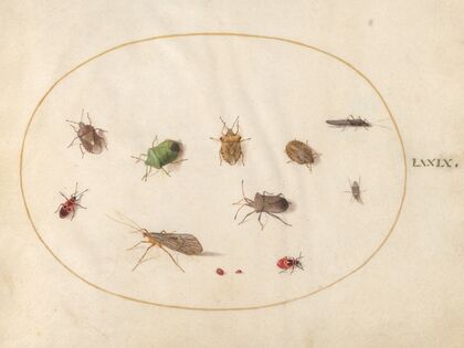 Plate 79; Twelve Insects, Including Shield Bugs (1575-1590)
