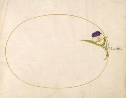 Plate 80; Purple and Yellow Viola (1575-1590)