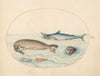 Plate 9; A Great White Shark, Two Seals, and Two Fish (1575-1590)