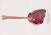 Plate II (Fig. 1): Trachea and lungs of dog dying 12 hours after gassing.