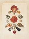 Plate IV, from ‘Choix de Coquillages et de Crustacés’ (1758)