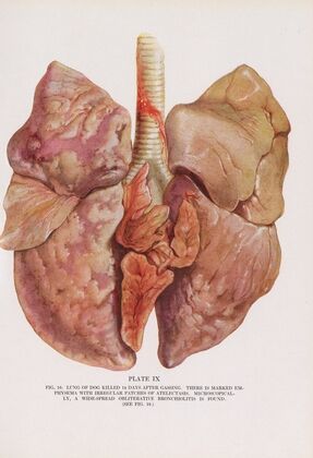 Plate IX (Fig. 16): Lung of dog killed 14 days after gassing.