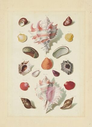 Plate IX, from ‘Choix de Coquillages et de Crustacés’ (1758)