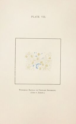Plate VII: Tubercle Bacilli in Urinary Sediment