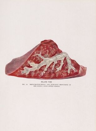 Plate VIII (Fig. 13): Broncho-pneumonia and purulent bronchitis in dog dying 5 days after gassing.