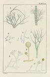 Plate X: Chlorophyceæ and Fungi