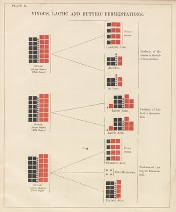 Plate X: Vinous, Lactic and Butyric Fermentations