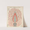 Plate XI: Chemistry of Combustion and Illumination by Edward Livingston Youmans