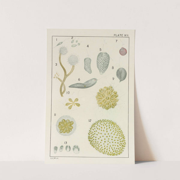 Plate XII: Protozoa by George Chandler Whipple