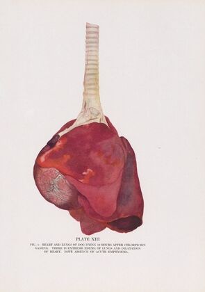 Plate XIII (Fig. 1): Heart and lungs of dog dying 12 hours after chlorpicrin gassing.