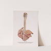 Plate XIX (Fig. 8): Lungs of dog surviving 5 days after exposure to superpalite, showing diminution in extent of edema and congestion and nearly complete disappearance of atelectasis and emphysema. by Milton C. Winternitz