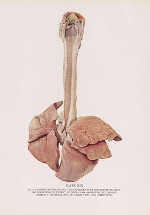 Plate XIX (Fig. 8): Lungs of dog surviving 5 days after exposure to superpalite, showing diminution in extent of edema and congestion and nearly complete disappearance of atelectasis and emphysema.