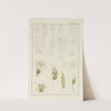 Plate XVI: Rotifera by George Chandler Whipple