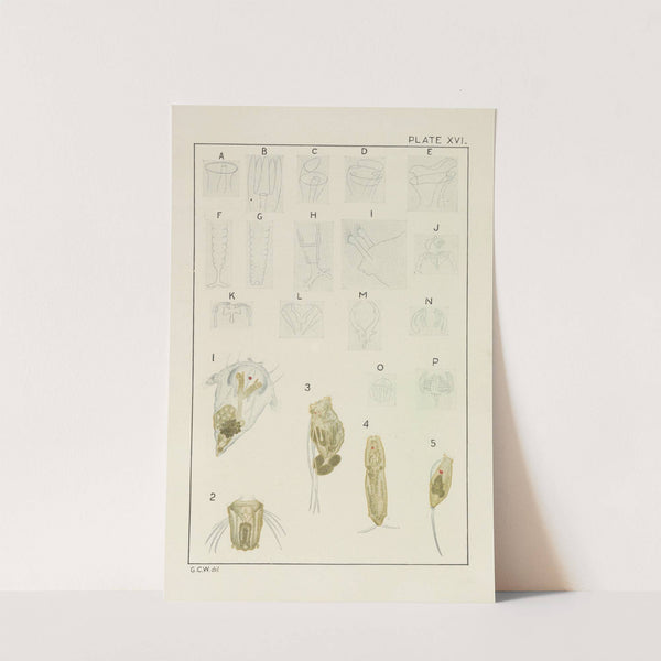 Plate XVI: Rotifera by George Chandler Whipple