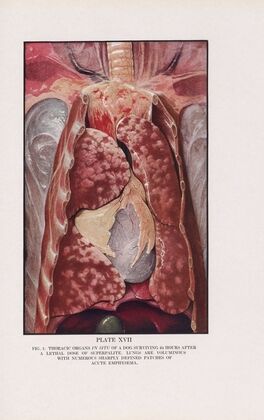 Plate XVII (Fig. 1): Thoracic organs in situ of a dog surviving 24 hours after a lethal dose of superpalite.