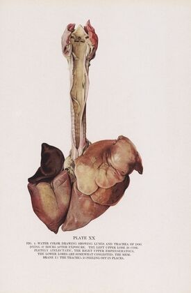Plate XX (Fig. 1): Water color drawing showing lungs and trachea of dog dying 37 hours after exposure.