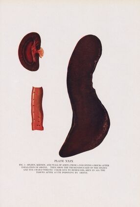 Plate XXIX (Fig. 1): Spleen, kidney, and wall of aorta from a dog dying 8 hours after inhalation of arsine.