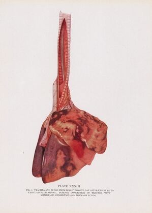 Plate XXXIII (Fig. 1): Trachea and lungs from dog dying 1 day after exposure to ethyldichlorarsine.