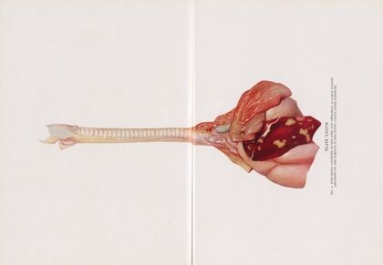 Plate XXXVII (Fig. 6): Pneumonia confined to one lobe and appearing as large yellow abscesses on the surface in dog dying 5 days after exposure.